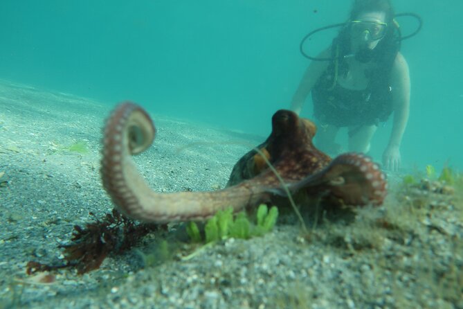 Private Scuba Diving Expert-Led Excursion Training with Tour - Key points to know before booking