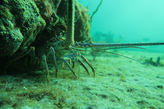 Private Scuba Diving Expert-Led Excursion Training with Tour - Why this private lesson works well for beginners