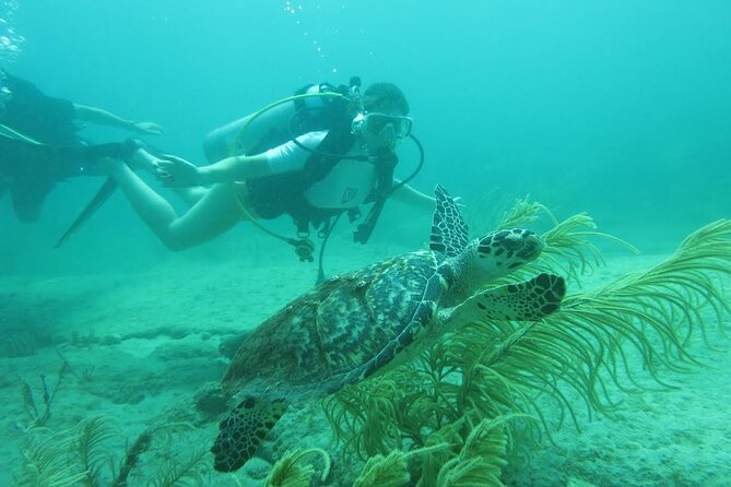 Private Scuba Diving Expert-Led Excursion Training with Tour - What happens during the four-hour session