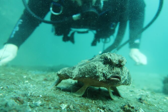 Private Scuba Diving Expert-Led Excursion Training with Tour - The underwater route and what you might see