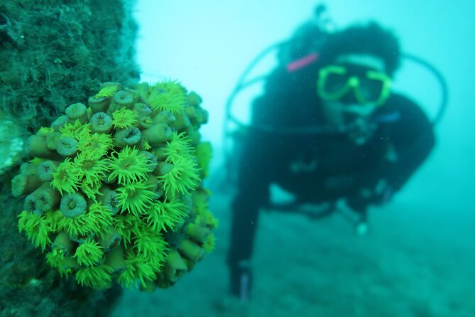 Private Scuba Diving Expert-Led Excursion Training with Tour - Is $249.99 a fair price?