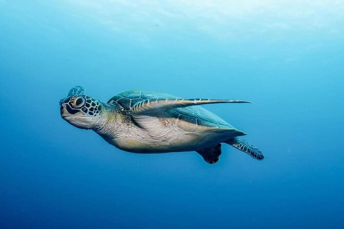 Private Scuba Diving in Tenerife – Certified Instructor & Photos - Getting into the Atlantic from the beach