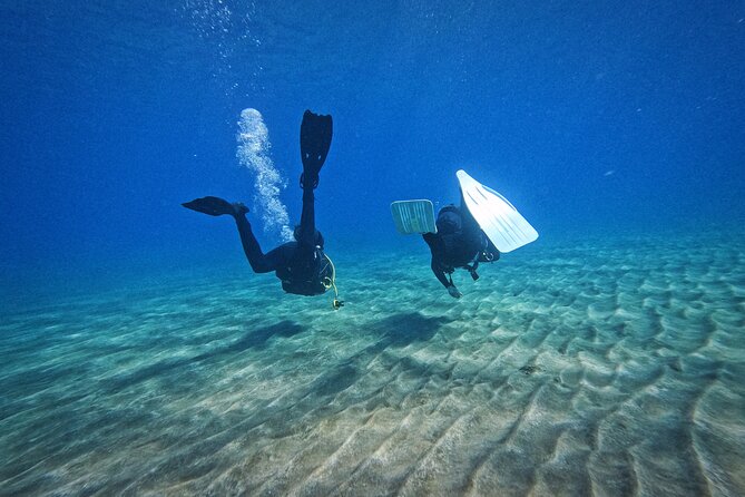 Private Scuba Diving in Tenerife – Certified Instructor & Photos - Thirty minutes among Tenerife’s sea life