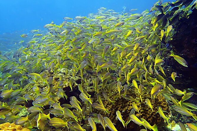 Private Scuba Diving Initiation with Licensed Guide - A calm beginning at Blue Horizon in Mae Haad