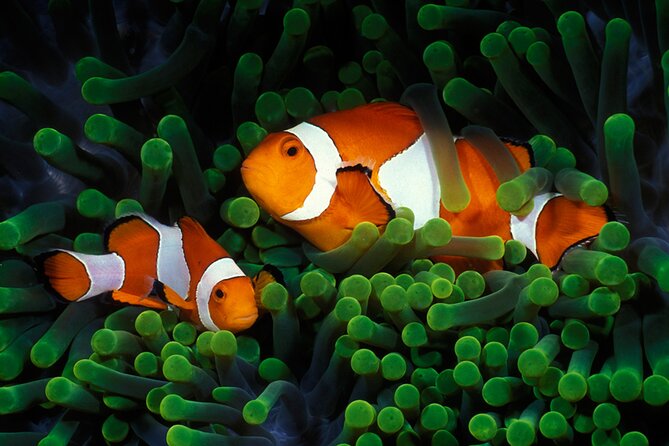 Private Scuba Diving Initiation with Licensed Guide - Pool practice or shallow sandy water