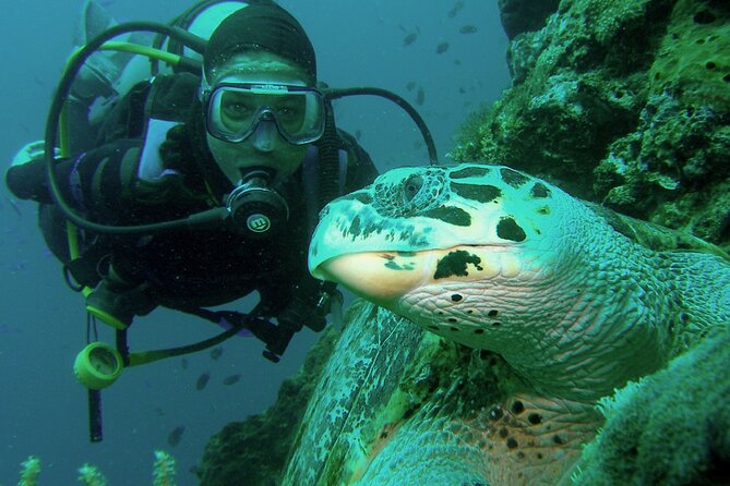 Private scuba diving trips Muscat - Watching for dolphins, turtles, and seasonal whale sharks