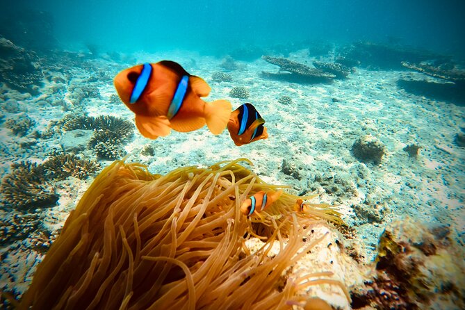Private scuba diving trips Muscat - Lunch and the rhythm of a six-hour day