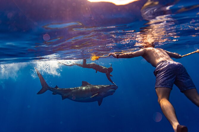 Private Shark Dive, Oahu, Hawaii (6 Guest) - Why this Oahu shark encounter gets such strong praise