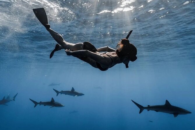 Private Shark Dive, Oahu, Hawaii (6 Guest) - A close look at the crew and safety setup