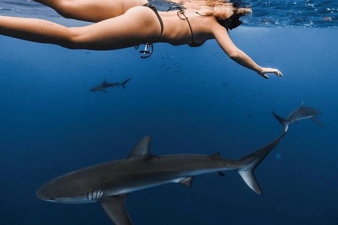 Private Shark Dive, Oahu, Hawaii (6 Guest) - The private group question matters more than the label