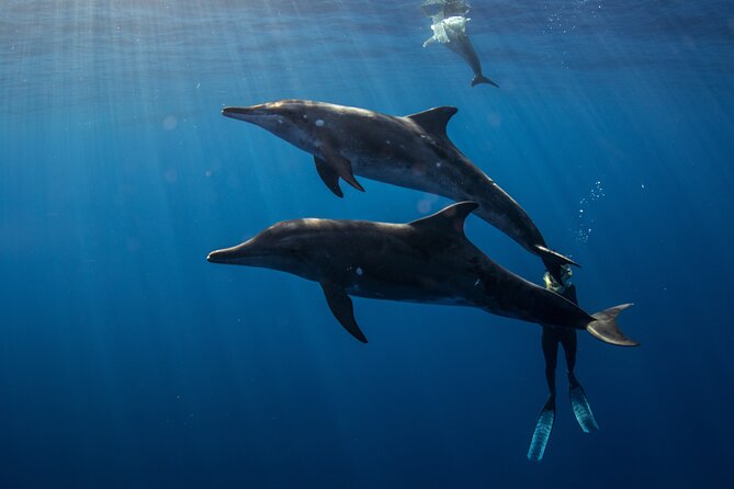 Private Shark Dive, Oahu, Hawaii (6 Guest) - How the two-hour promise affects your plans