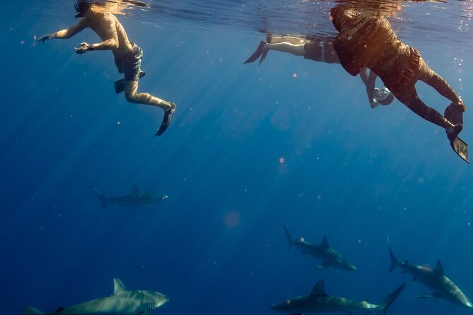 Private Shark Dive, Oahu, Hawaii (6 Guest) - Who will enjoy this most