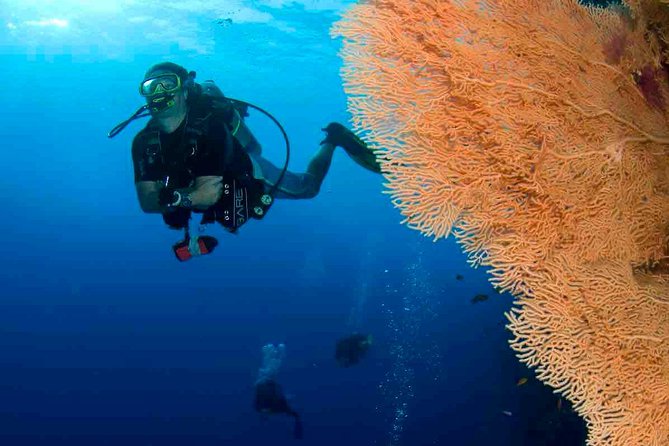 Professional 2 Stops Scuba Diving Full Day Boat Trip - Hurghada - The second stop brings variety to the day