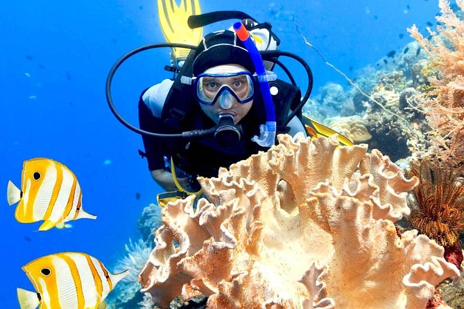 Professional Scuba Diving Boat Trip With Lunch and Transfer – Hurghada - Who should book this Hurghada boat trip?
