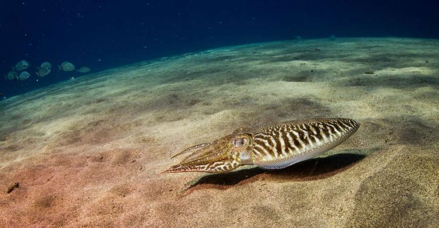 Puerto del Carmen: 2 Guided Scuba Dives (certified only) - Key points at a glance