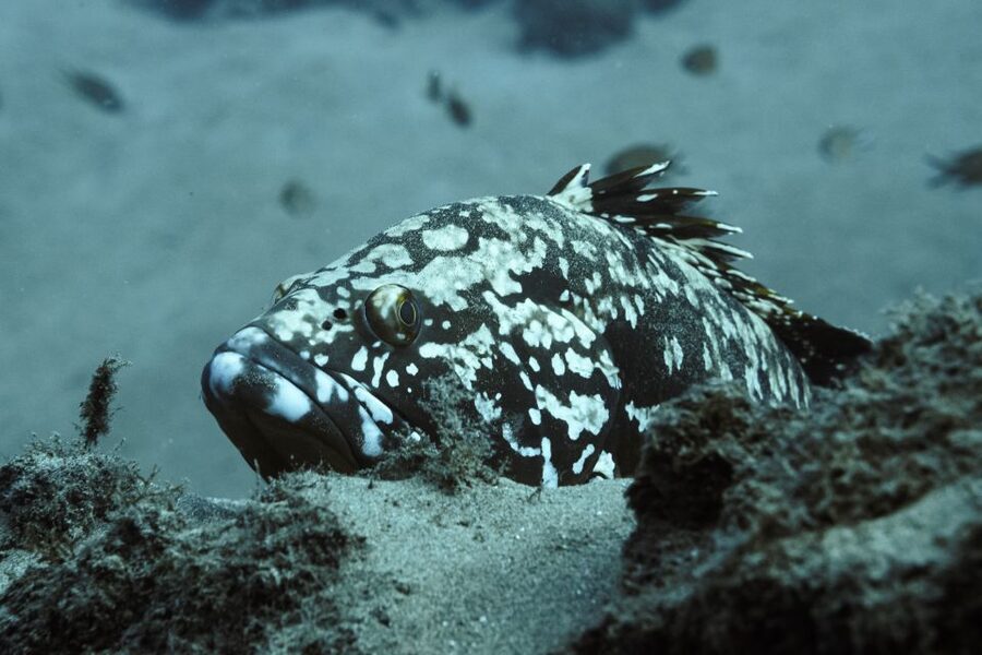 Puerto del Carmen: 2 Guided Scuba Dives (certified only) - The value of $118 per person