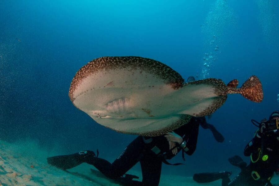 Puerto del Carmen: Guided Scuba Dive (certified only) - A speedboat ride to Lanzarote’s underwater world