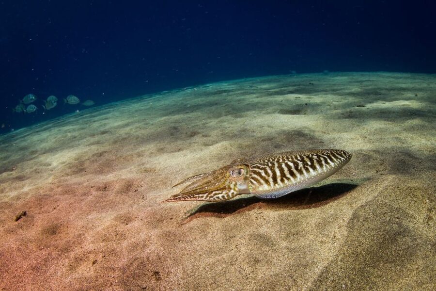 Puerto del Carmen: Guided Scuba Dive (certified only) - Meeting angel sharks near Puerto del Carmen