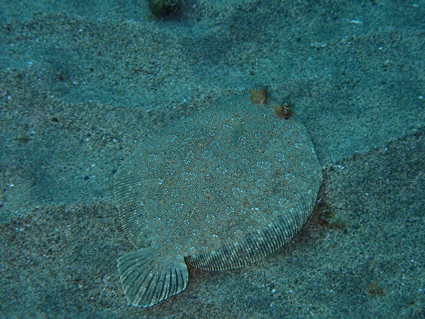 Puerto del Carmen: Snorkeling Trip with Dive Instructor - About one hour following fish from the surface