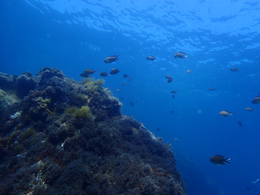 Puerto del Carmen: Snorkeling Trip with Dive Instructor - Winter snorkeling in Lanzarote