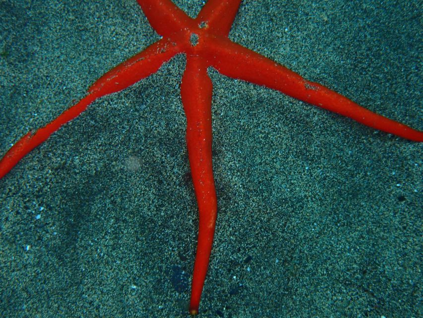 Puerto del Carmen: Snorkeling Trip with Dive Instructor - Who should book this experience?