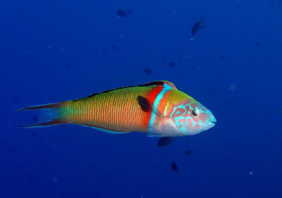 Puerto del Carmen: Try Scuba Diving for Beginners - Entering the Water at Your Own Pace