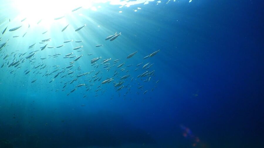 Puerto del Carmen: Try Scuba Diving from the beach - The 30-minute safety briefing