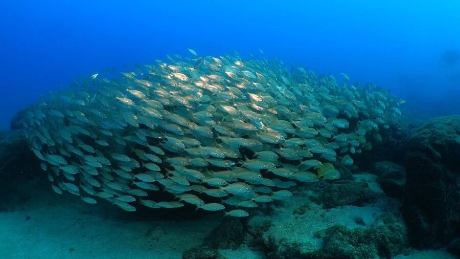 Puerto del Carmen: Try Scuba Diving from the beach - Getting comfortable in shallow water