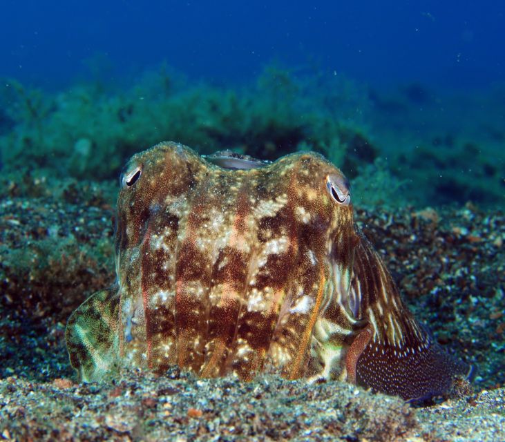 Puerto Del Carmen: Try Scuba Diving with 2 Dives and Photos - Should you book it?