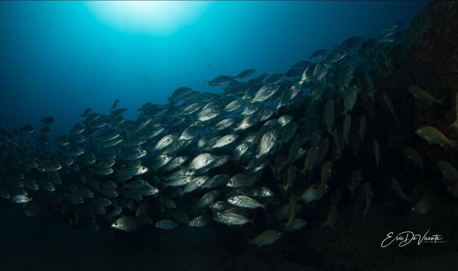 Puerto Del Carmen: Try Scuba Diving with 2 Dives and Photos - Why Playa Chica is a good place to try scuba