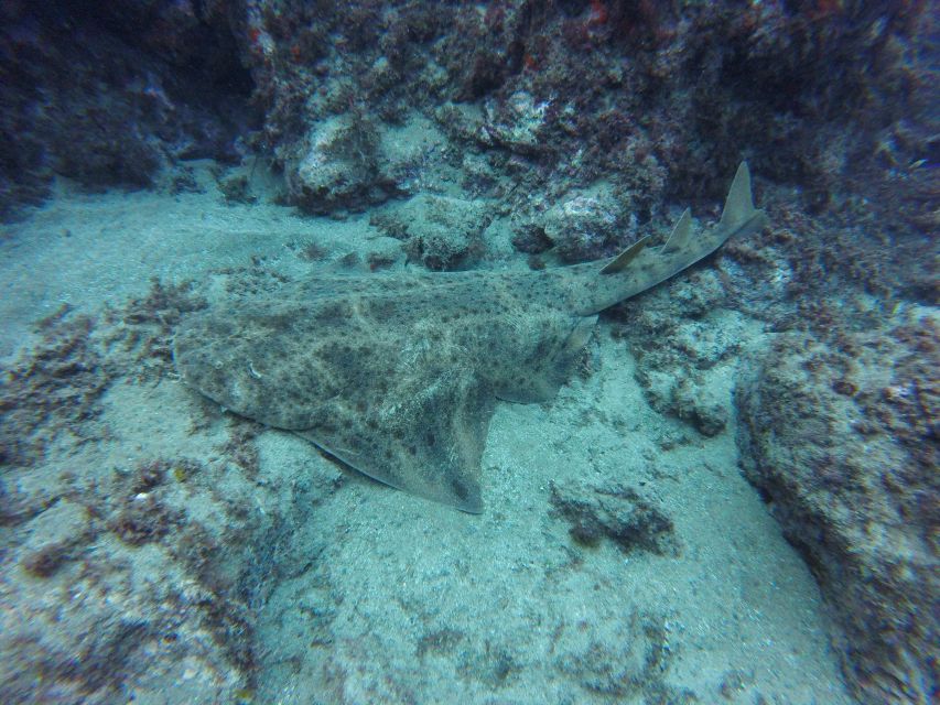 Puerto Del Carmen: Try Scuba Diving with 2 Dives and Photos - Practical planning for a safe day