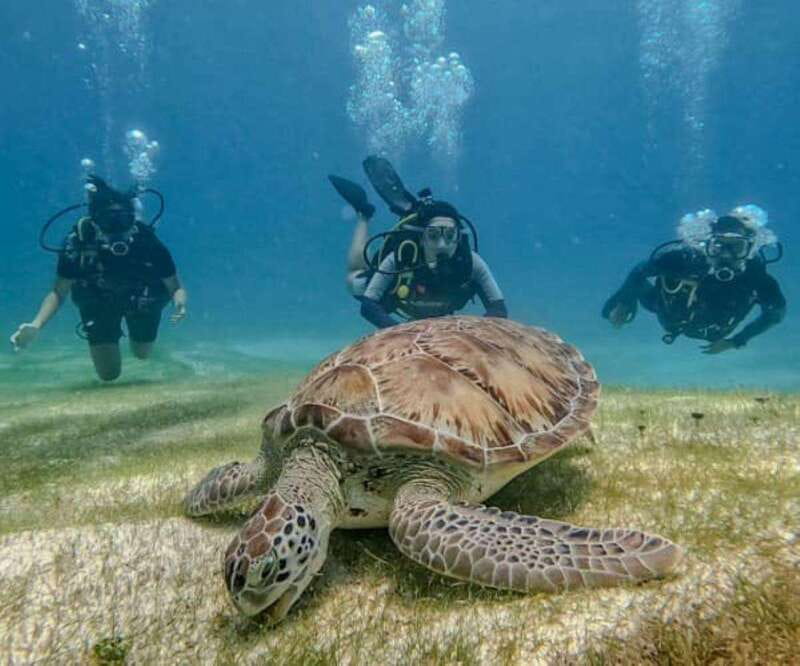 Puerto Morelos: Scuba Diving for Beginners - 2 Dives - Starting at Ojo de Agua Beach Club