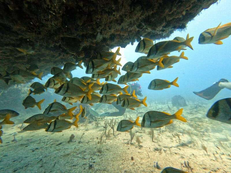 Puerto Morelos: Scuba Diving for Beginners - 2 Dives - What You Might See Between the Coral