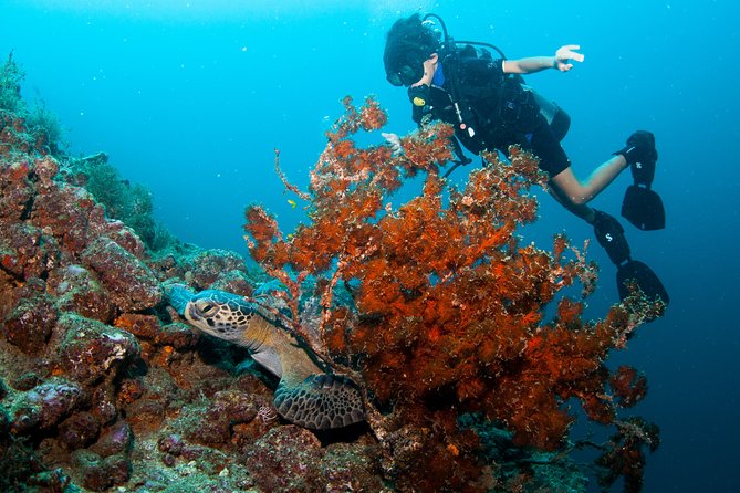 Puerto Vallarta Undersea Private Scuba Diving - Weather, visibility, and comfort