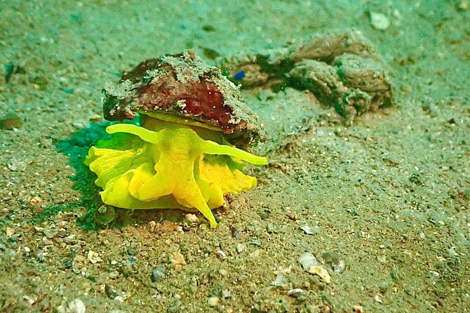 Pula Discover Scuba Diving Package - Is this suitable for families and first-timers?