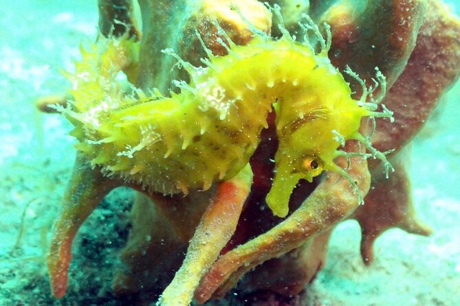 Pula Discover Scuba Diving Package - The first descent reaches 7 meters