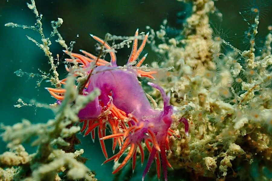 Pula: Introduction to Scuba Diving - Looking for octopus and seahorses
