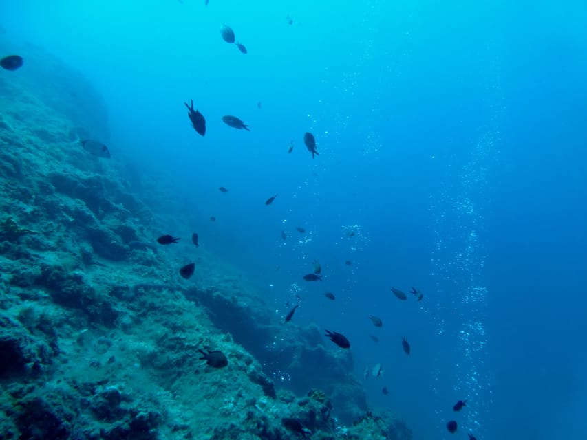 Pula: Introduction to Scuba Diving - Is $100 good value?