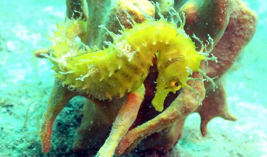 Pula: Introduction to Scuba Diving - Who should book this Pula activity?