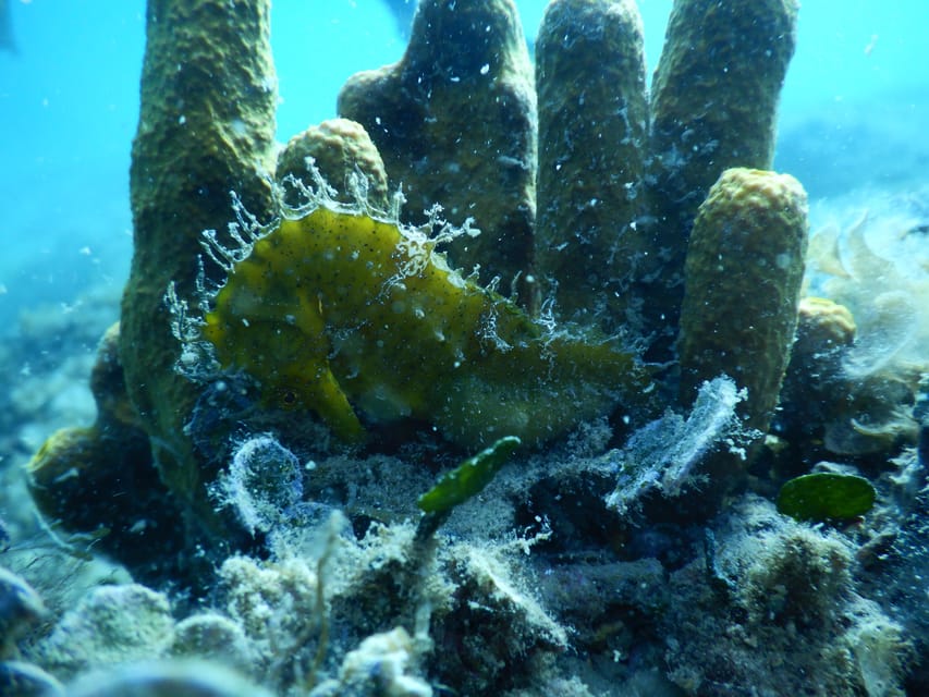 Pula: Private Introduction to Scuba Diving - Choosing the right language and instructor