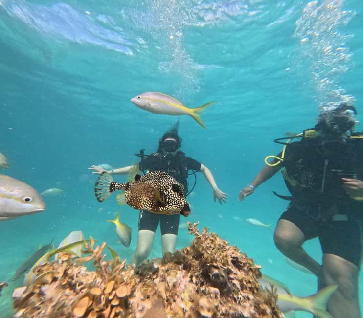 Punta Cana: Discover Scuba Diving Experience for Beginners - Key points at a glance