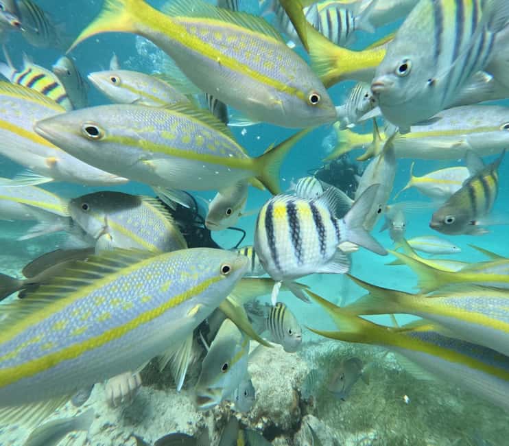 Punta Cana: Discover Scuba Diving Experience for Beginners - Building confidence in shallow water