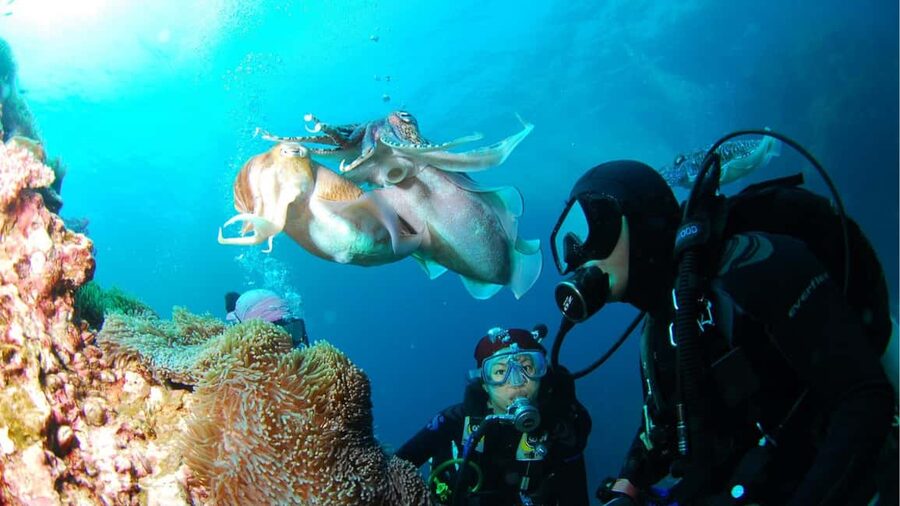 Punta Cana: Dive the Coral Paradise of Catalina Island - Key points to know before you book
