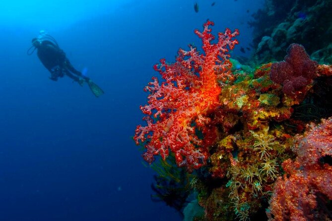 Punta Cana Reef Diving Adventure Explore Underwater Wonders - Who will enjoy this Punta Cana outing?
