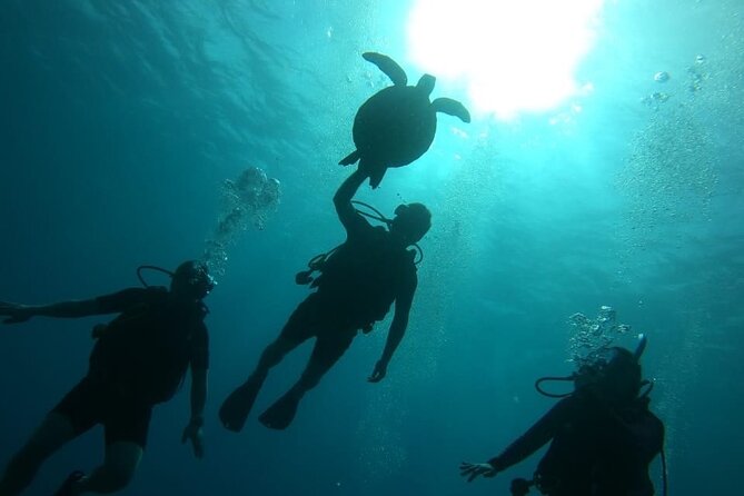 Punta Cana Reef Diving Adventure Explore Underwater Wonders - Timing, weather, and what to bring