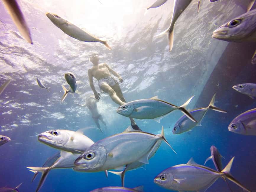 Punta Cana: Scuba Diving Adventure to Catalina Island - What the two underwater sessions are really like