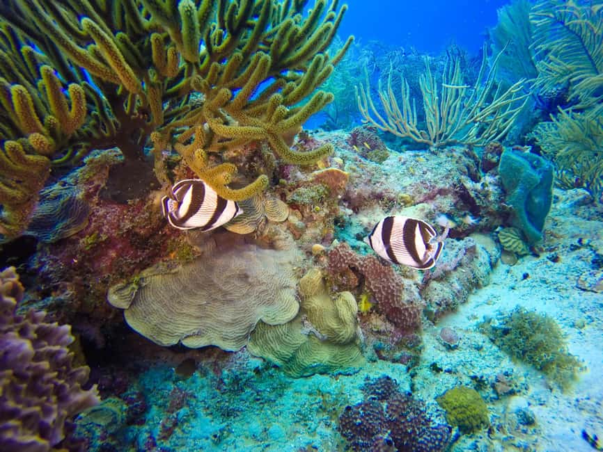 Punta Cana: Scuba Diving Adventure to Catalina Island - Who should book this excursion?