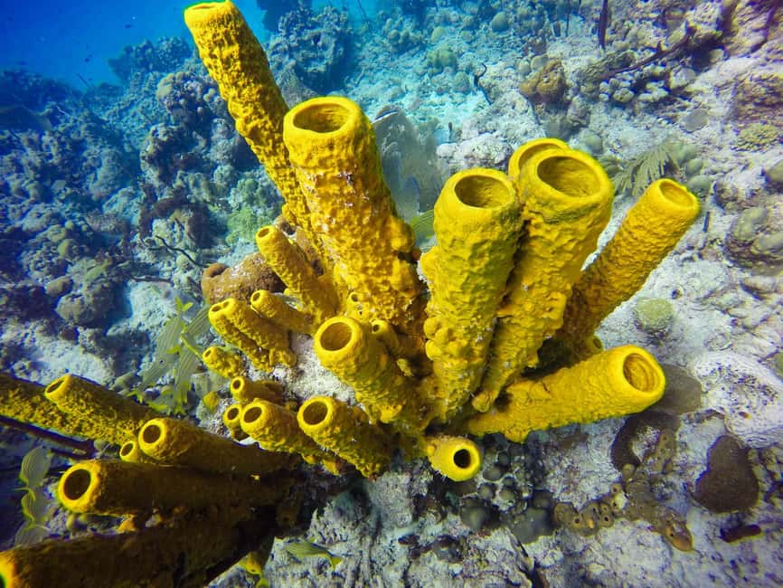 Punta Cana: Scuba Diving Adventure to Catalina Island - Should you book the Catalina Island scuba trip?