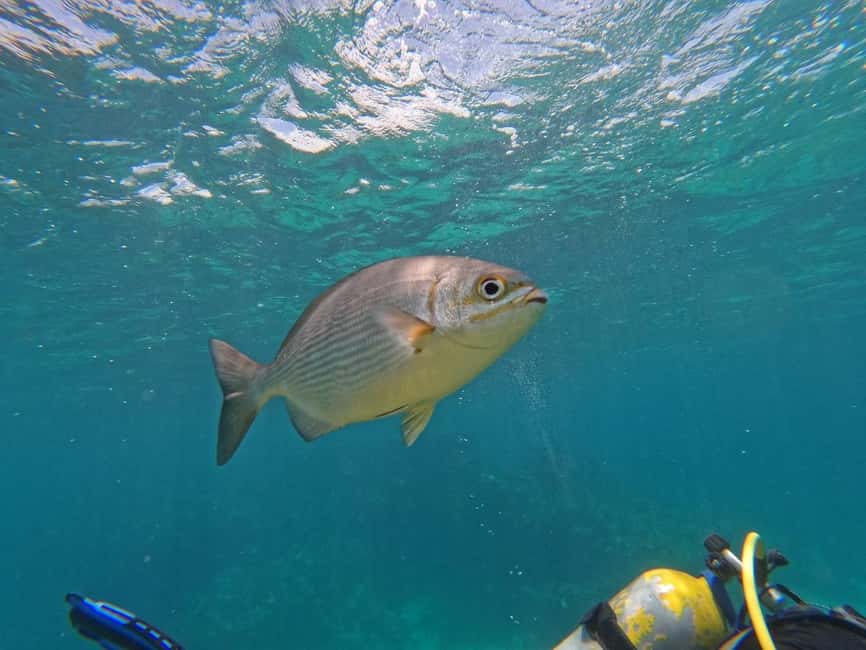 Punta Cana: Scuba Doo Adventure with Round-Trip Transfer - Key points before you book