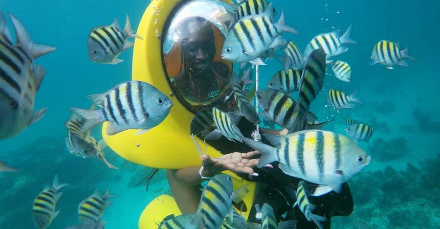 Punta Cana: Scubadoo Ocean Exploration Diving Adventure - Panoramic One and the crystal glass bottom